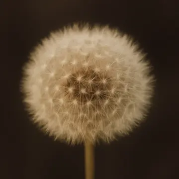 Jigsaw puzzle: A close-up, sepia-toned image of a fluffy dandelion seed head against a dark background.