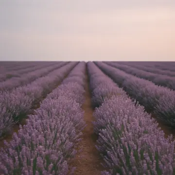 Jigsaw puzzle: Rows of purple lavender plants extend towards a pale horizon under a soft sky.
