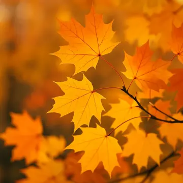 Jigsaw puzzle: Close-up of several bright orange and yellow maple leaves on a branch bathed in warm light.